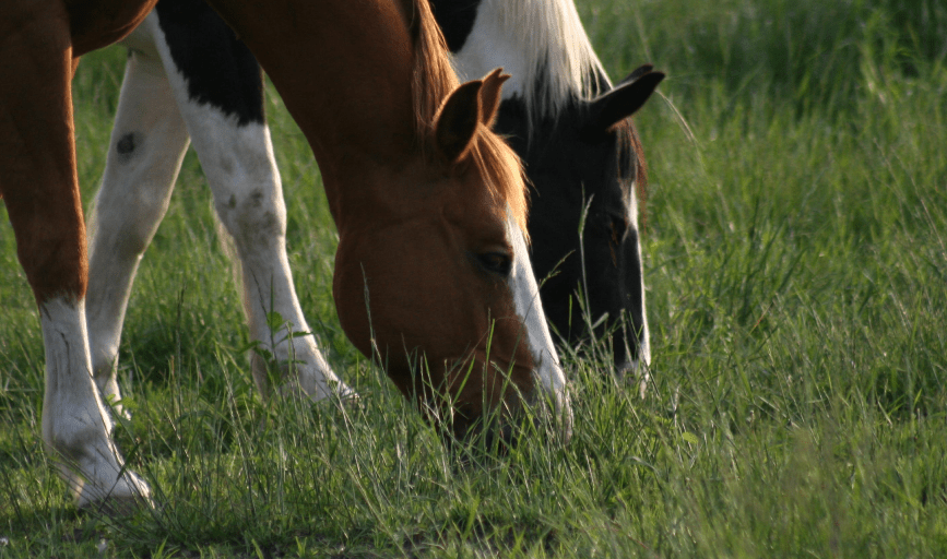 Amish Dinner and Tours